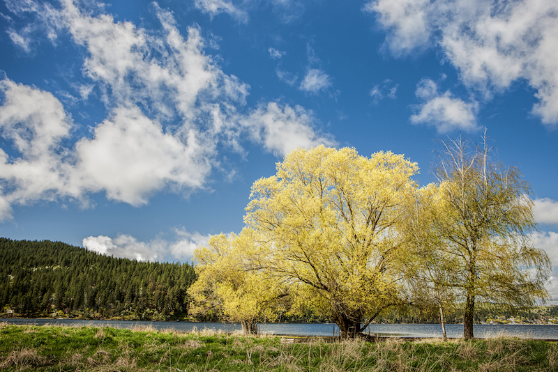 Beautiful yellow leaved trees under a blue sky at Liberty Lake in Washington.
